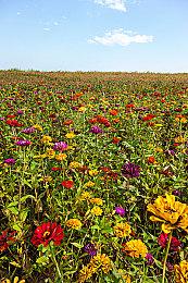 《英雄联盟手游》首届全球锦标赛 豪强6月于新加坡会师